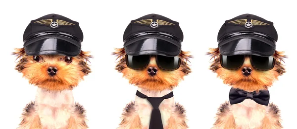 Dog  dressed as pilot — Stock Photo, Image