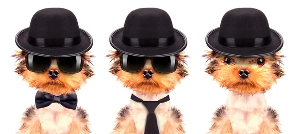 Hund klädd som maffian gangster — Stockfoto