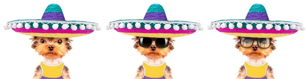 Собака в мексиканському капелюсі — стокове фото