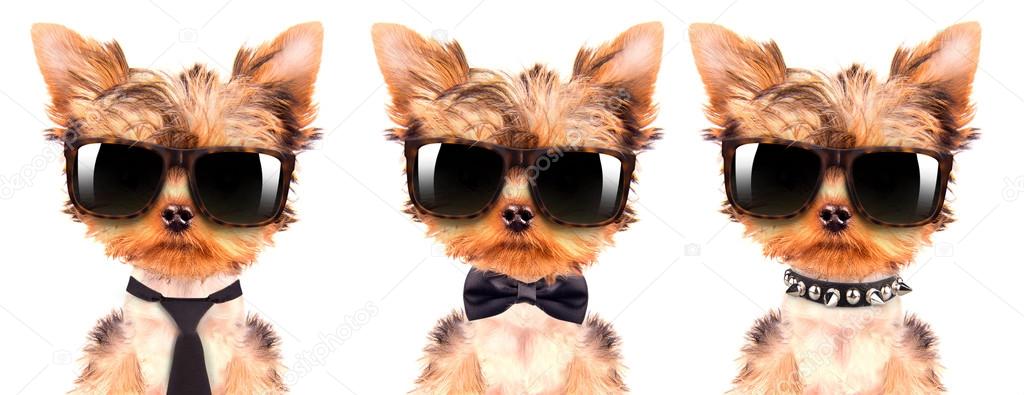 dog wearing a shades