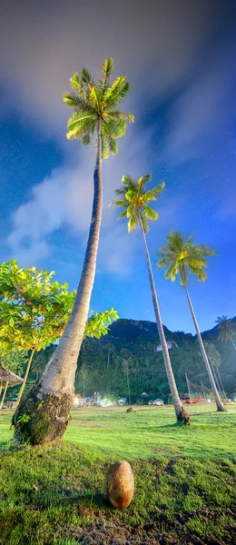 Coconut palms. Thailand — Stock Photo, Image