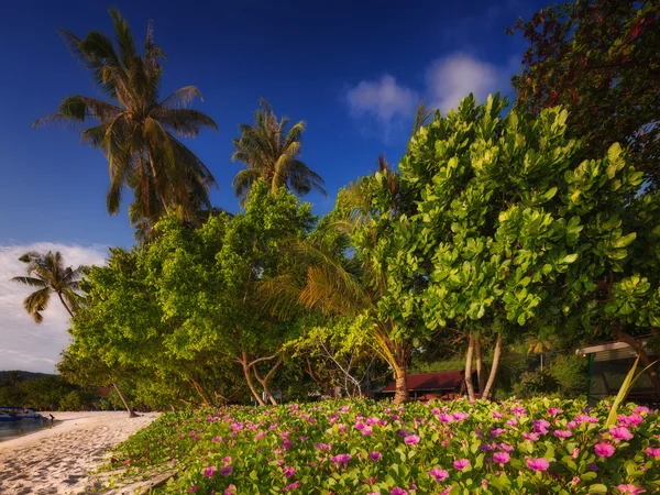 Beautiful beach with colorful flowers and blue sky — Stock Photo, Image