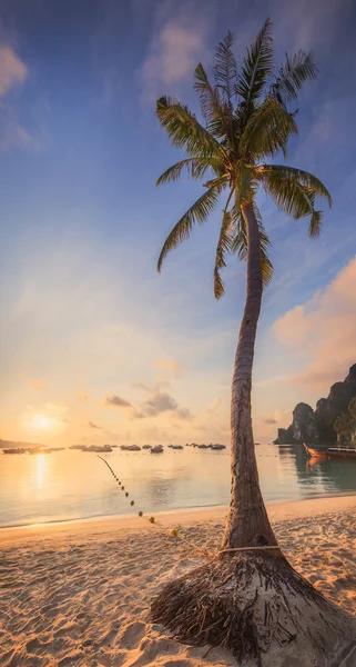 Piękna plaża z palmy kokosowe drzewo — Zdjęcie stockowe