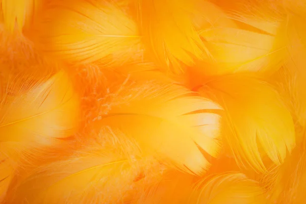 Tema suave y suave con plumas —  Fotos de Stock