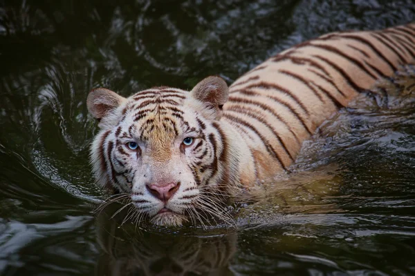 Weißer Tiger Symbol des Erfolgs — Stockfoto