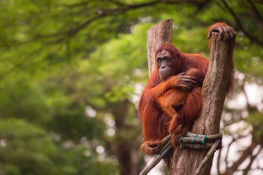 Singapur Hayvanat Bahçesinde Orangutan