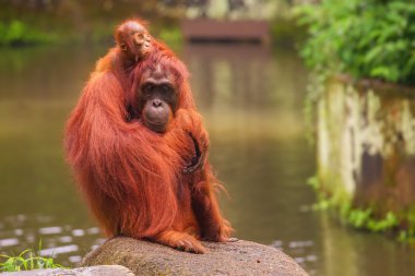 Singapur Hayvanat Bahçesinde Orangutan