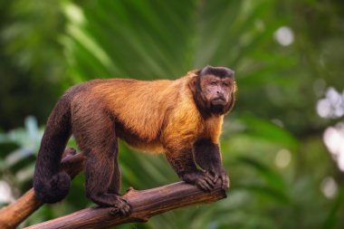 kahverengi capuchin maymunu ağaçların arasında.