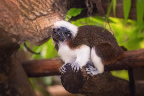 Tamarin bavlny nejvyšší opice sedící na stromě. — Stock fotografie