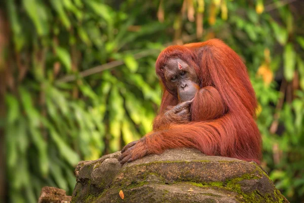 Orangután a Szingapúri Állatkertben — Stock Fotó