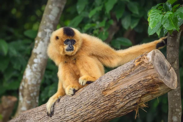 Gelbwangen-Gibbon-Weibchen, Nomascus gabriellae — Stockfoto