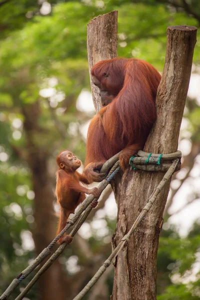 Orangutan στον ζωολογικό κήπο της Σιγκαπούρης — Φωτογραφία Αρχείου