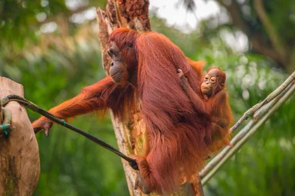 Orangutan in de Singapore Zoo — Stockfoto