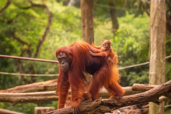 Singapur Hayvanat Bahçesinde Orangutan — Stok fotoğraf