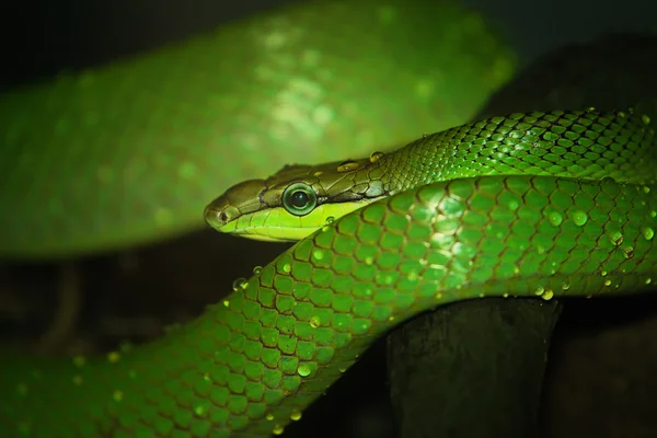 Serpiente látigo oriental, víbora verde —  Fotos de Stock