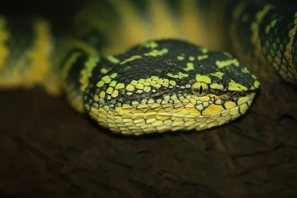 Orientalische Peitschenschlange, grüne Viper — Stockfoto