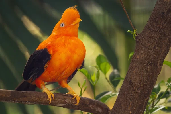 Oranžové barevné pták, cotinga, kohout na skále — Stock fotografie
