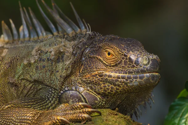 Primer plano de una Iguana Verde, Reptil —  Fotos de Stock