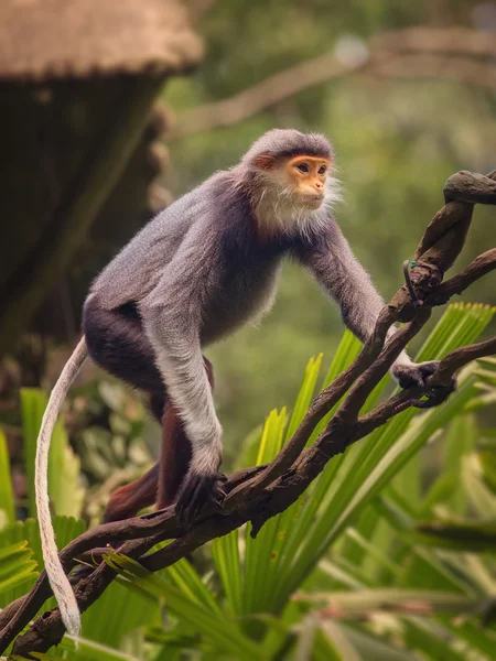 Мавпа з помаранчевої обличчя, douc лангур — стокове фото