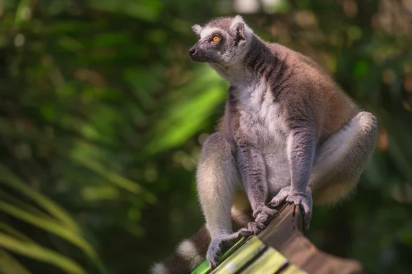 Lémur de cola anillada de Madagascar en el Zoológico de Singapur — Foto de Stock