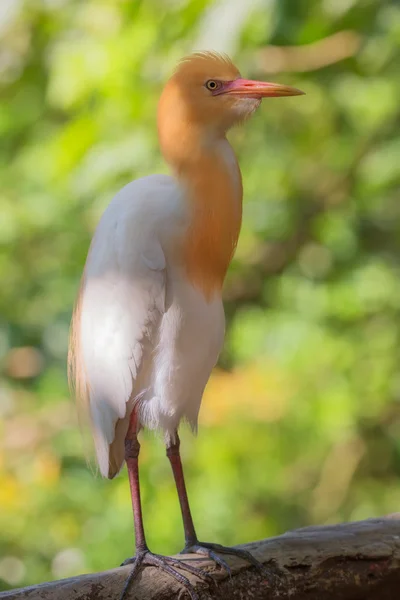 Cattle egret in Kuala Lumpur Bird Park, Malaysia