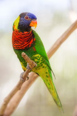 Beautiful Chattering Lory Lorius on a branch clipart