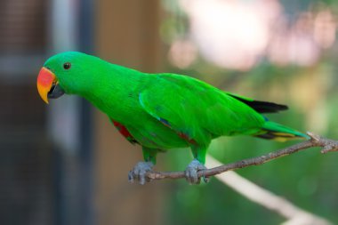 Beautiful Chattering Lory Lorius on a branch