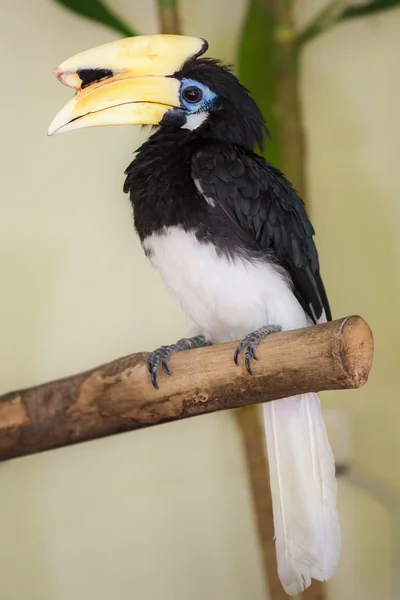 Primo piano di grande uccello hornbill — Foto Stock