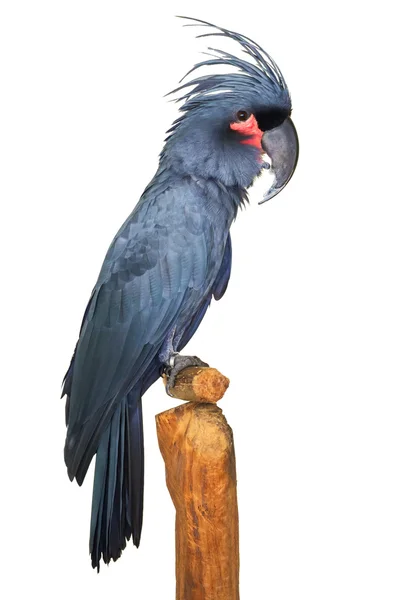 Great black grey Palm Cockatoo Parrot probosciger — Zdjęcie stockowe