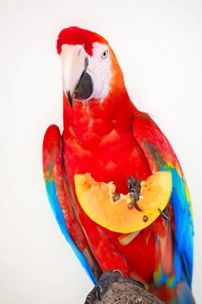 Kleurrijke parrot geïsoleerd op witte achtergrond — Stockfoto