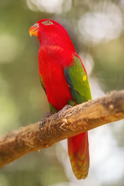 Schöne plappernde lory lorius auf einem Zweig — Stockfoto