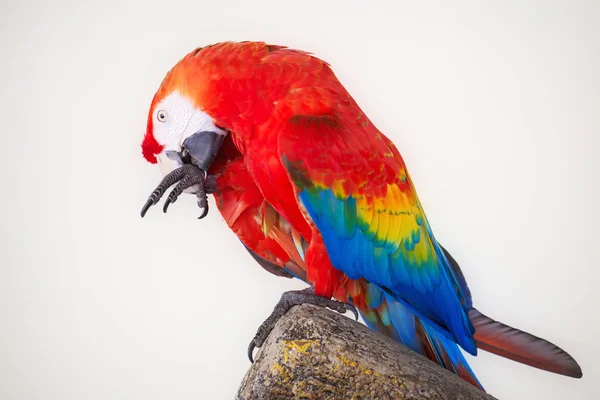 Beyaz arka planda izole renkli papağan — Stok fotoğraf