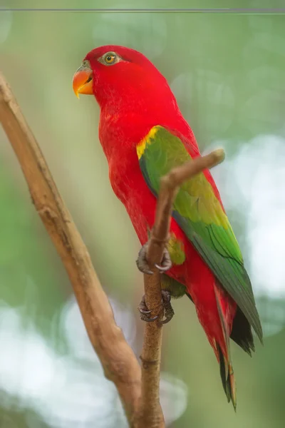 Schöne plappernde lory lorius auf einem Zweig — Stockfoto