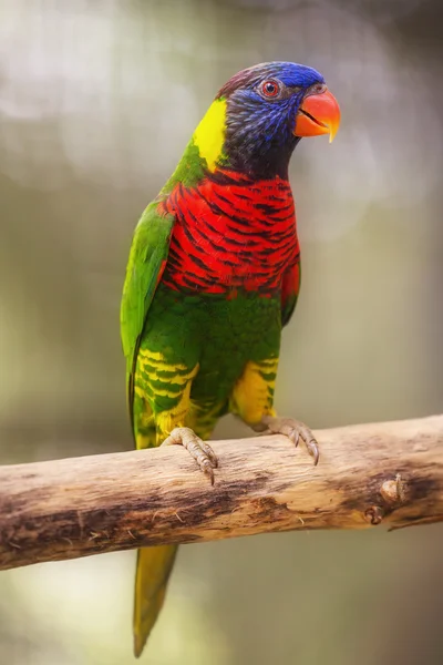 Schöne plappernde lory lorius auf einem Zweig — Stockfoto