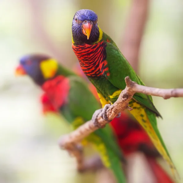 Hermoso Lori Parloteo Lorius en una rama — Foto de Stock