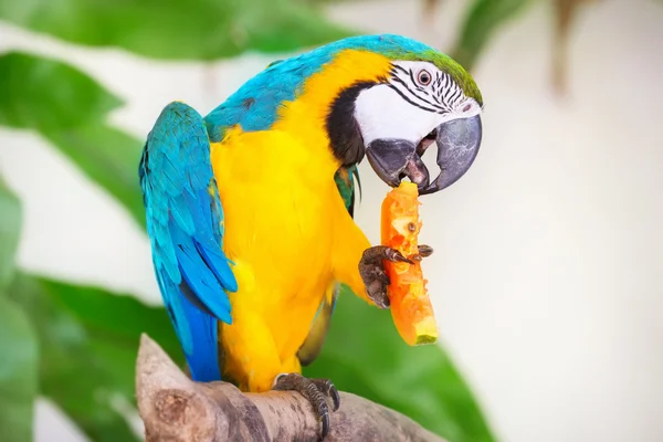 Bunte Papagei isoliert in weißem Hintergrund — Stockfoto