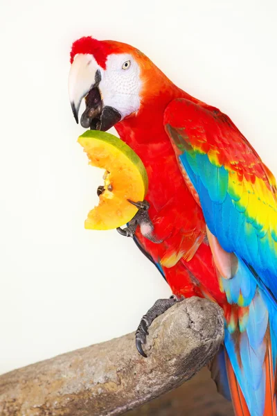 Цветной попугай на белом фоне — стоковое фото