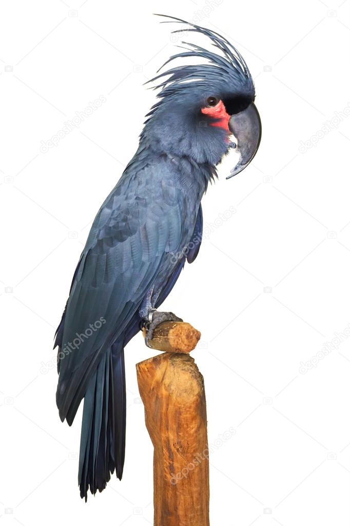 Great black grey Palm Cockatoo Parrot probosciger
