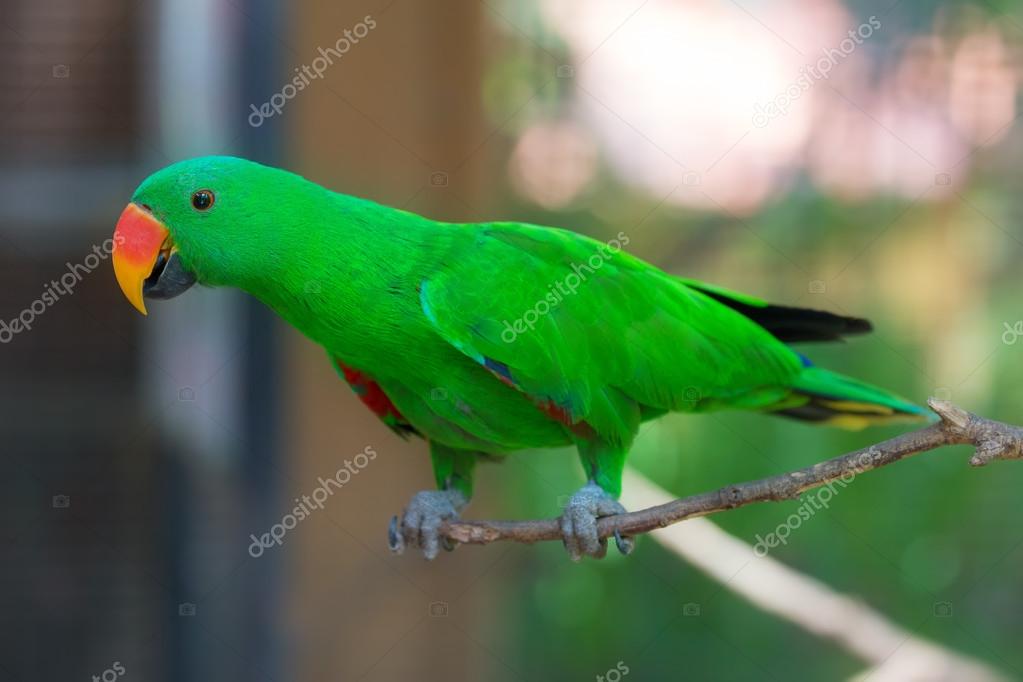 Beautiful Chattering Lory Lorius on a branch Stock Photo by ©boule1301