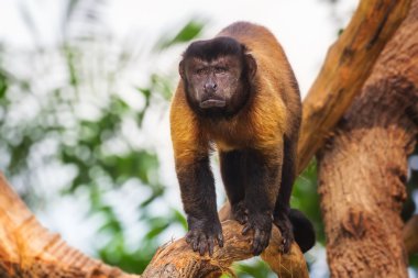 kahverengi capuchin maymunu ağaçların arasında.