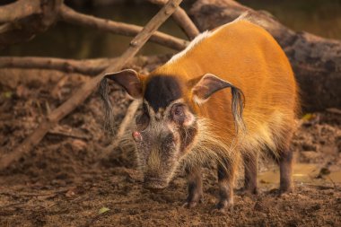 Red river hog, bush pig