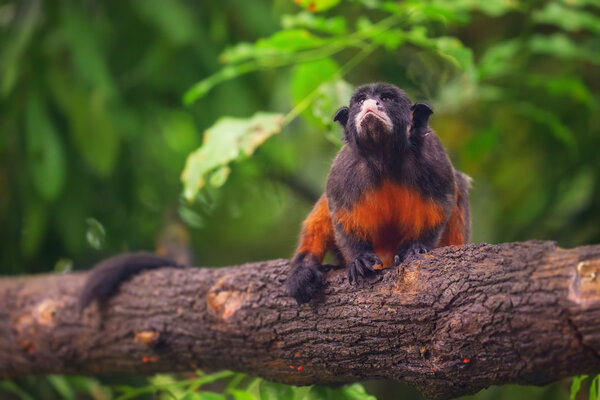 White-lipped tamarin, monkey with red belly sitting in a tree.