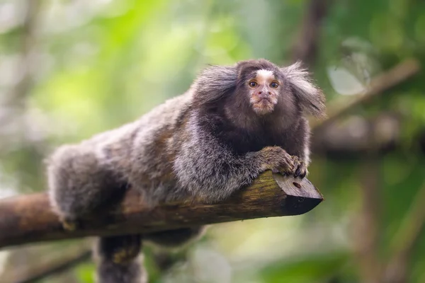 MARMOSET común callithrix jacchus — Foto de Stock