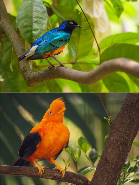 拼贴的颜色鲜艳的蓝色和橙色鸟. — 图库照片
