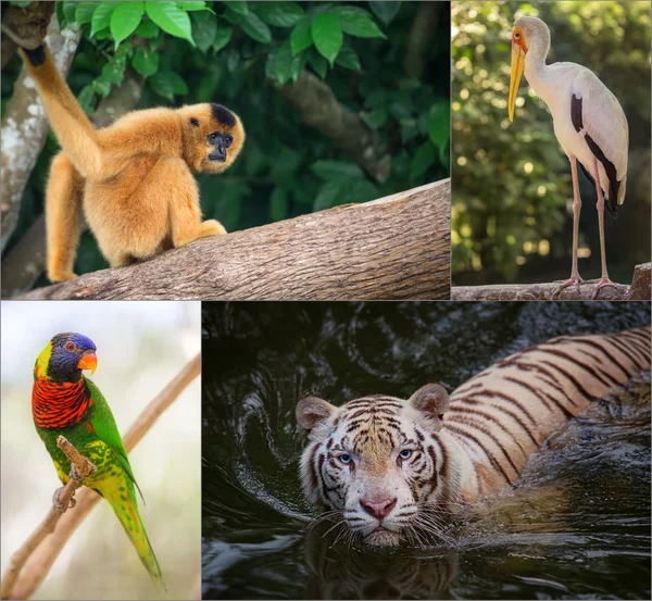 Groep van verschillende wilde dieren — Stockfoto