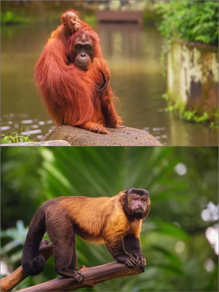 Collage van kleine apen zittend op een boom. — Stockfoto