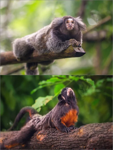 Collage kleiner Affen, die auf einem Baum sitzen. — Stockfoto