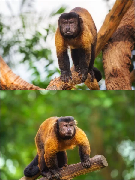 Collage de mono capuchino marrón — Foto de Stock