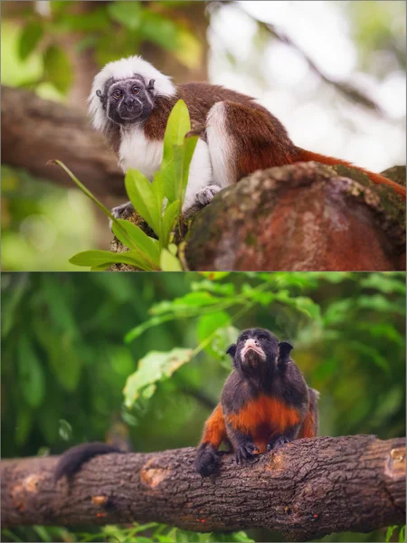 Collage de pequeños monos sentados en un árbol . — Foto de Stock