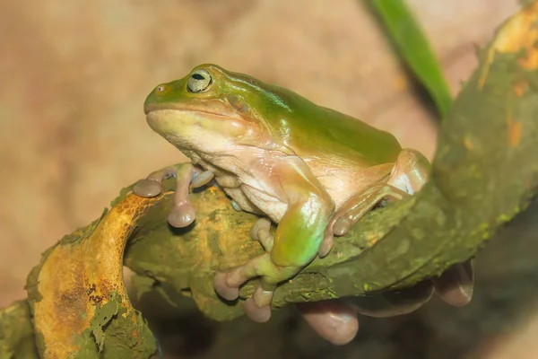 Green tropical frog on a branch, close-up — Stock Photo, Image